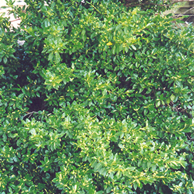 Plant Photo 10