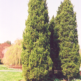 Plant Photo 8