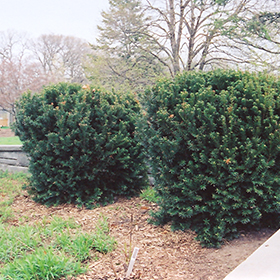Plant Photo 7