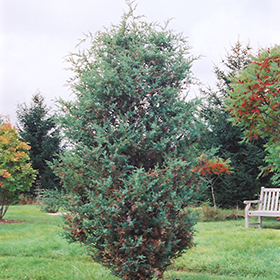 Plant Photo 6