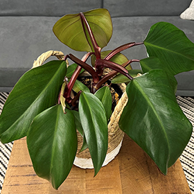 Plant Photo 7