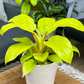 Plant Photo 10