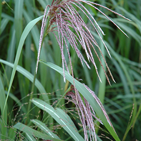 Plant Photo 4