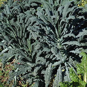 Plant Photo 3