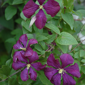Plant Photo 4