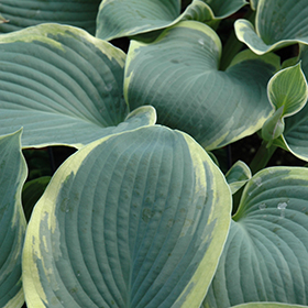 Plant Photo 4