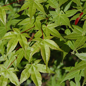 Plant Photo 3
