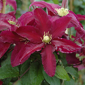 Plant Photo 3