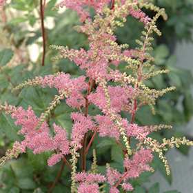 Plant Photo 2