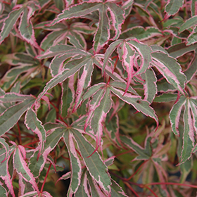 Plant Photo 3