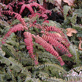 Plant Photo 1