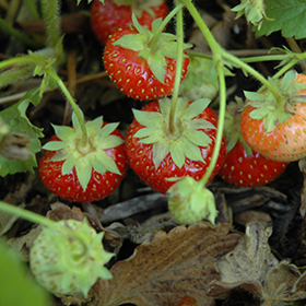 Plant Photo 6