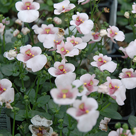Plant Photo 5