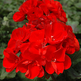 Plant Photo 8
