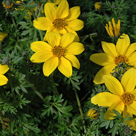 Plant Photo 4