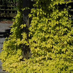 Plant Photo 8