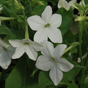 Plant Photo 9