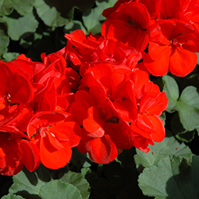 Plant Photo 7