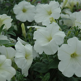 Plant Photo 1