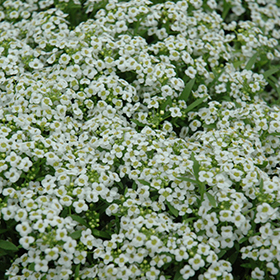 Plant Photo 2