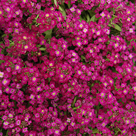 Plant Photo 10
