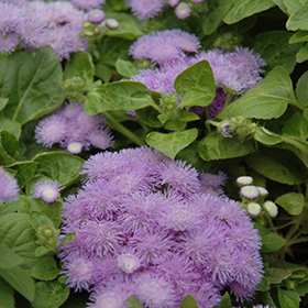 Plant Photo 3