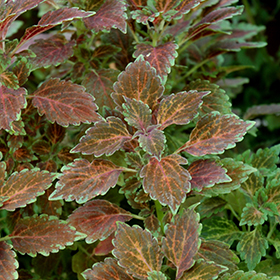 Plant Photo 8