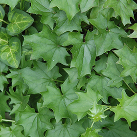 Plant Photo 1