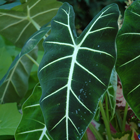 Plant Photo 6