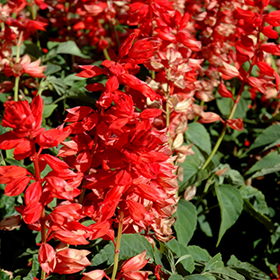 Plant Photo 3