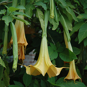 Plant Photo 9