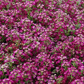 Plant Photo 9