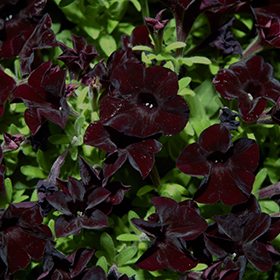 Plant Photo 5