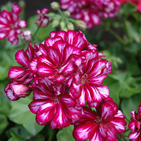 Plant Photo 2