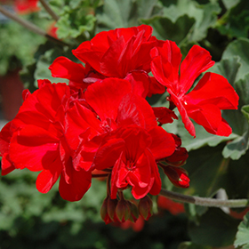 Plant Photo 10