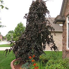 Plant Photo 3