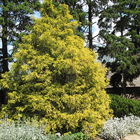 Plant Photo 7