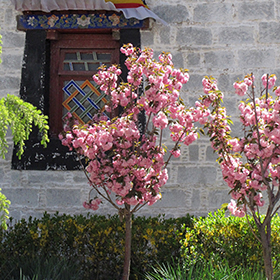 Plant Photo 8