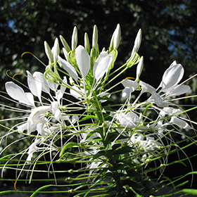 Plant Photo 7