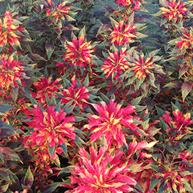 Plant Photo 1