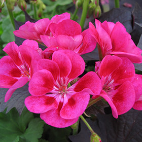 Plant Photo 4
