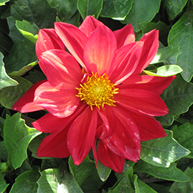 Plant Photo 1