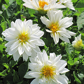 Plant Photo 2
