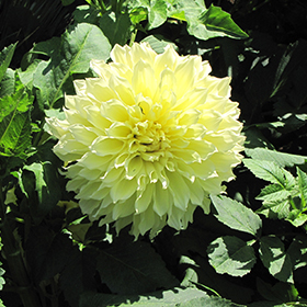 Plant Photo 7