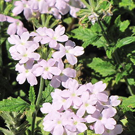 Plant Photo 9