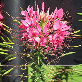 Plant Photo 8