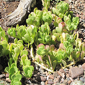 Plant Photo 9