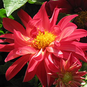 Plant Photo 4