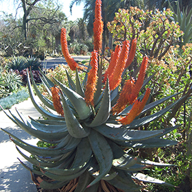 Plant Photo 5