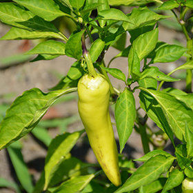 Plant Photo 1